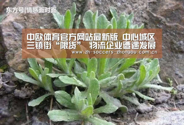 中欧体育官方网站最新版_中心城区三镇街“限货” 物流企业遭遇发展瓶颈